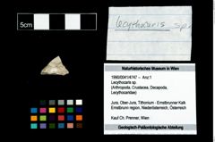 Foto (Objekt + Etikett) von Lecythocaris sp.  (NHMW-GEO-1990-0041-4747)